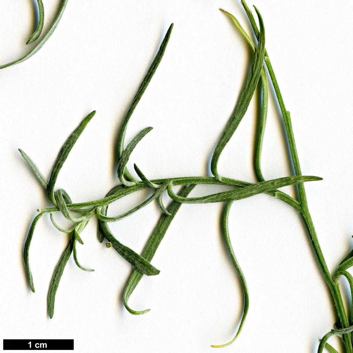 High resolution image: Family: Brassicaceae - Genus: Lobularia - Taxon: canariensis - SpeciesSub: subsp. intermedia